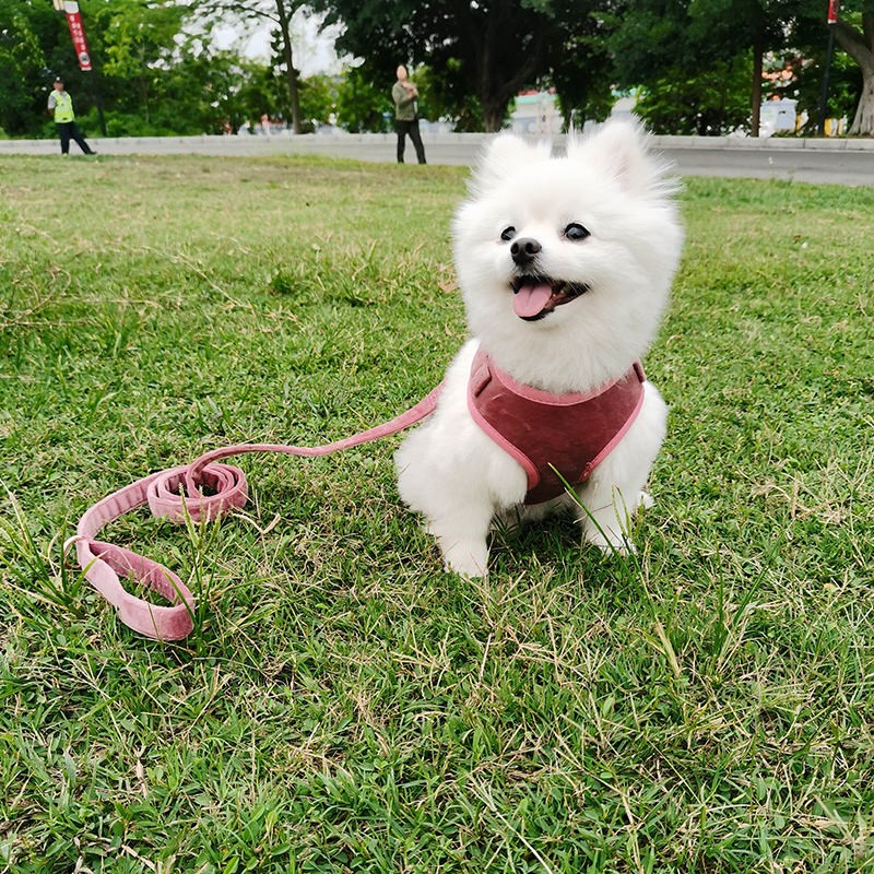 Velvet and corduroy products for pet Outdoor pet grooming supplies