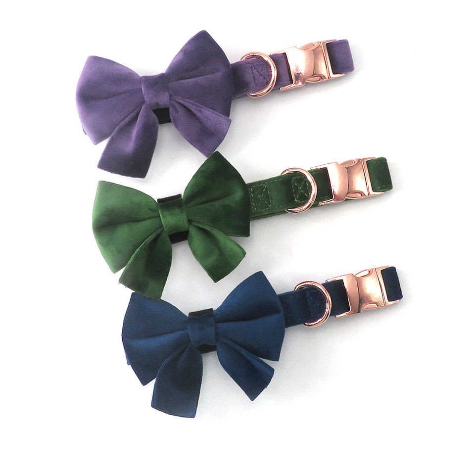 stylish collar and bowtie puppy collar and bowtie